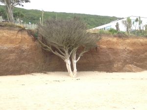 Doppelbaum am Praa Sands Beach Cornwall