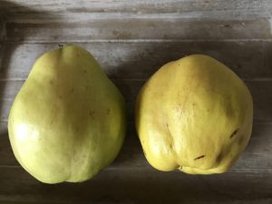 Unterschied zwischen Birnen- und Apfelquitten