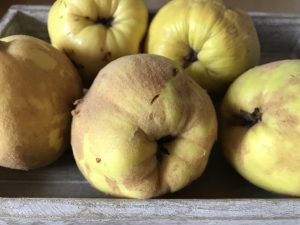Apfelquitten mit ihrem feinen Pelz