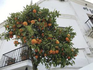 Prächtiger Orangenbaum 